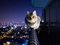 pic for cat on rope 